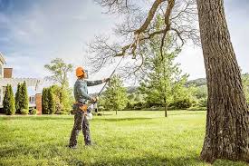 How Our Tree Care Process Works  in  India Hook, SC
