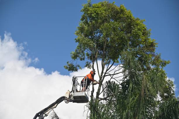 Trusted India Hook, SC Tree Care Experts